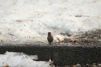 ウソ 伏見稲荷 2021年3月29日(月)