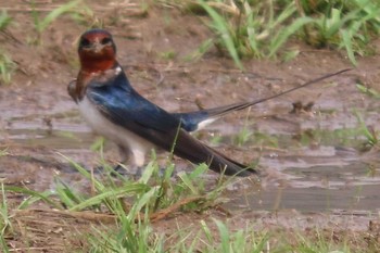 Barn Swallow 岡山旭川 Mon, 3/29/2021