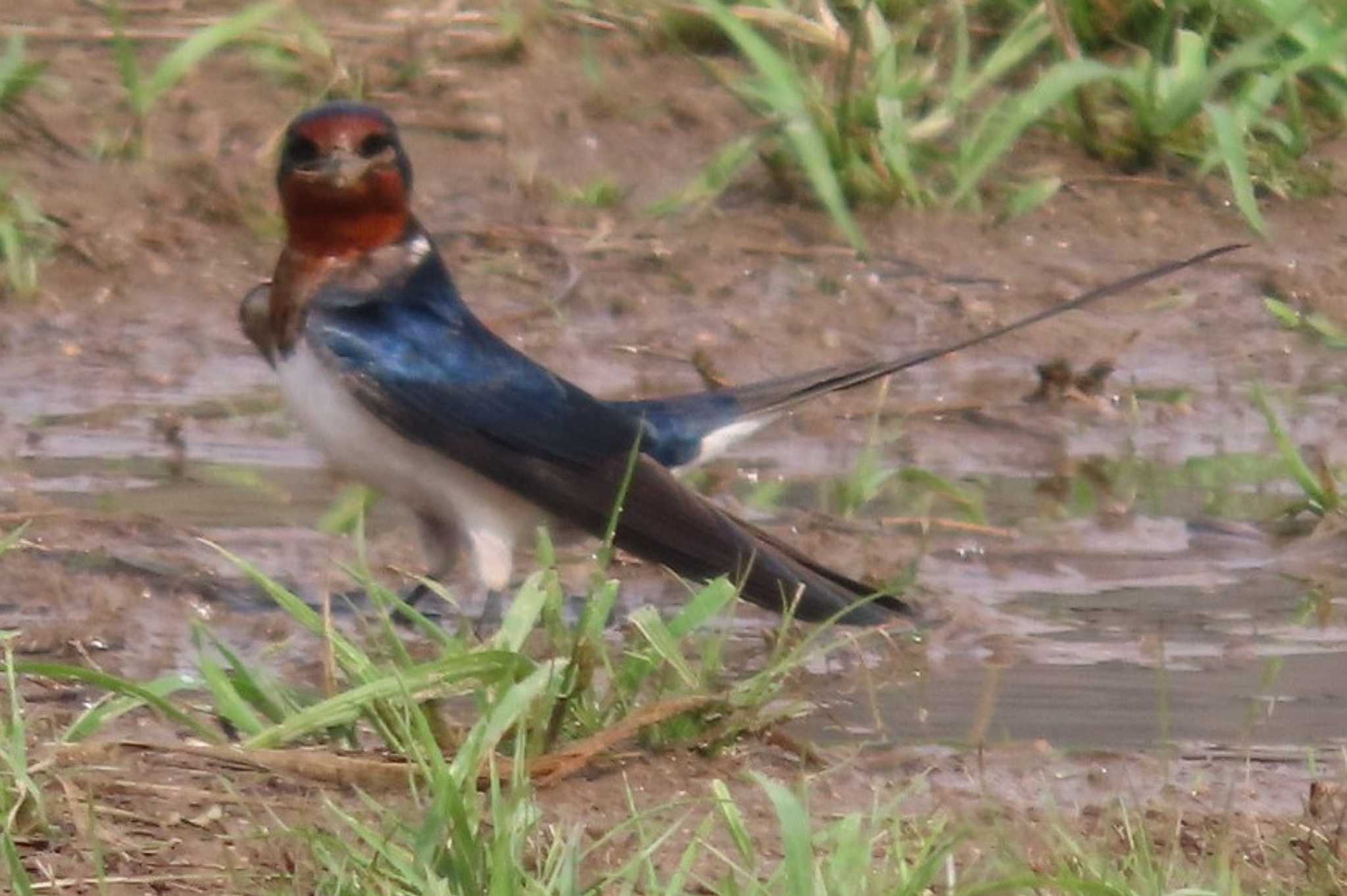 Photo of Barn Swallow at 岡山旭川 by タケ