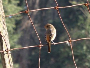 Daurian Redstart 権現山(弘法山公園) Sat, 1/7/2017