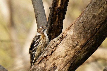 2021年3月29日(月) 秋ヶ瀬公園の野鳥観察記録