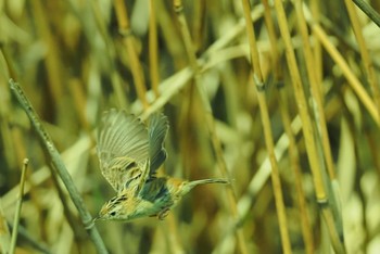 セッカ 多摩川 2021年3月29日(月)