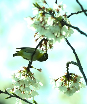 メジロ 多摩川 2021年3月29日(月)