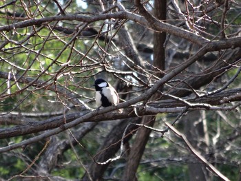 Japanese Tit 岩槻文化公園 Sat, 1/28/2017