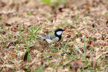 2021年3月27日(土) 茅野市の野鳥観察記録