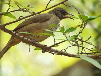 Streak-eared Bulbul Ao Phang Na National Park Sat, 3/20/2021