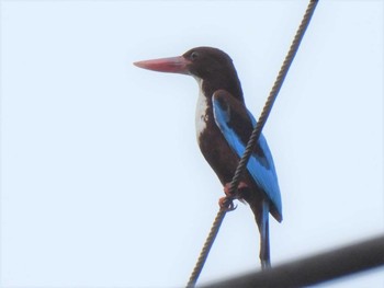 White-throated Kingfisher Ao Phang Na National Park Sat, 3/20/2021