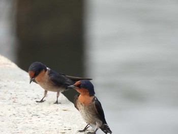 2021年3月20日(土) Ao Phang Na National Parkの野鳥観察記録