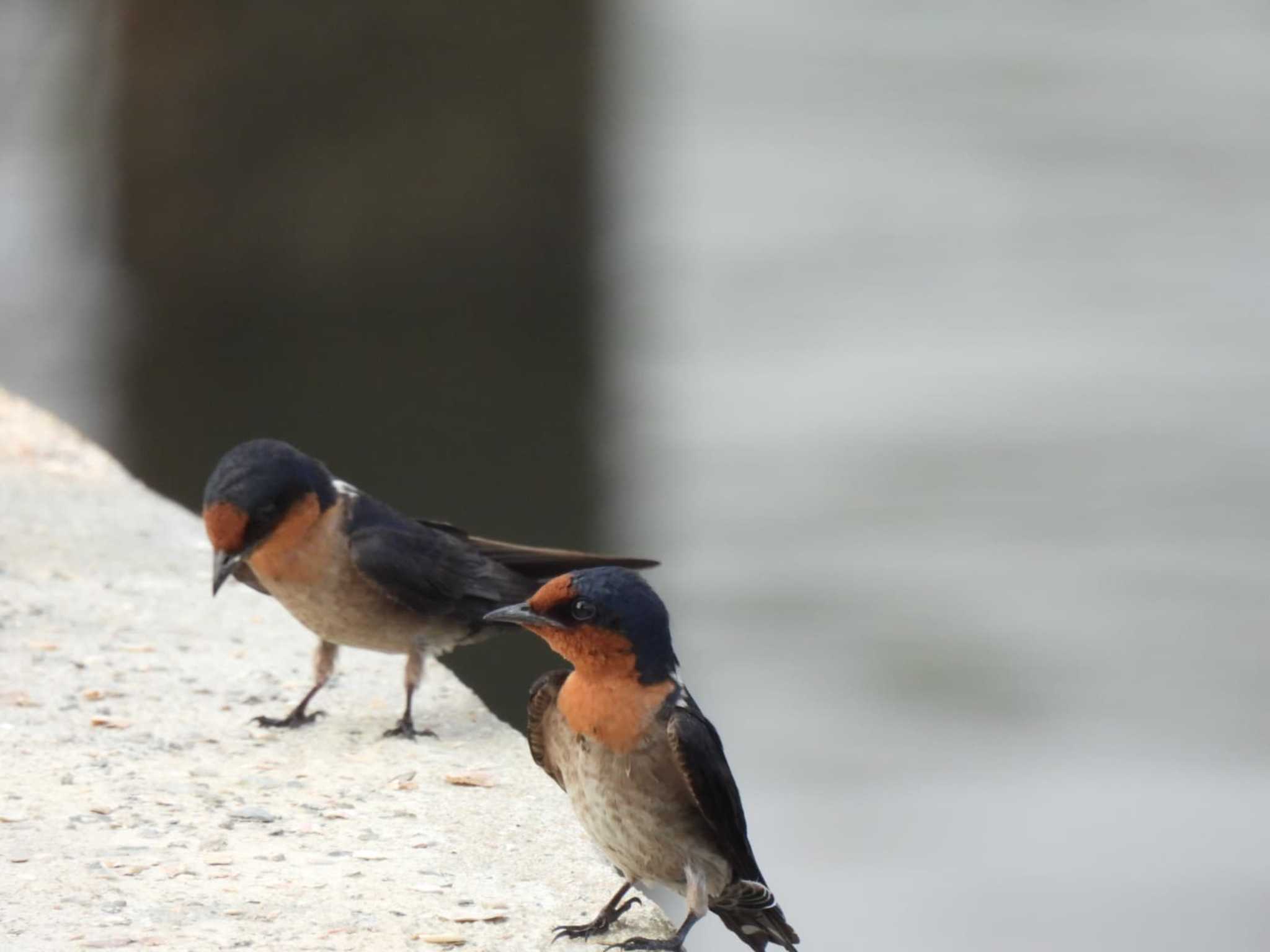 ツバメといえば電線ですが、この鳥は地面によくいます