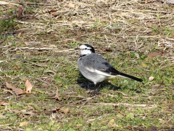 White Wagtail 権現山(弘法山公園) Sat, 1/7/2017