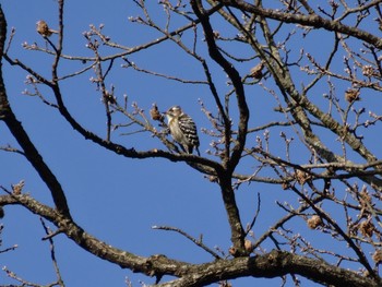 Japanese Pygmy Woodpecker 権現山(弘法山公園) Sat, 1/7/2017