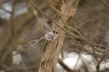 エナガ 滋賀県希望が丘文化公園 2017年2月12日(日)