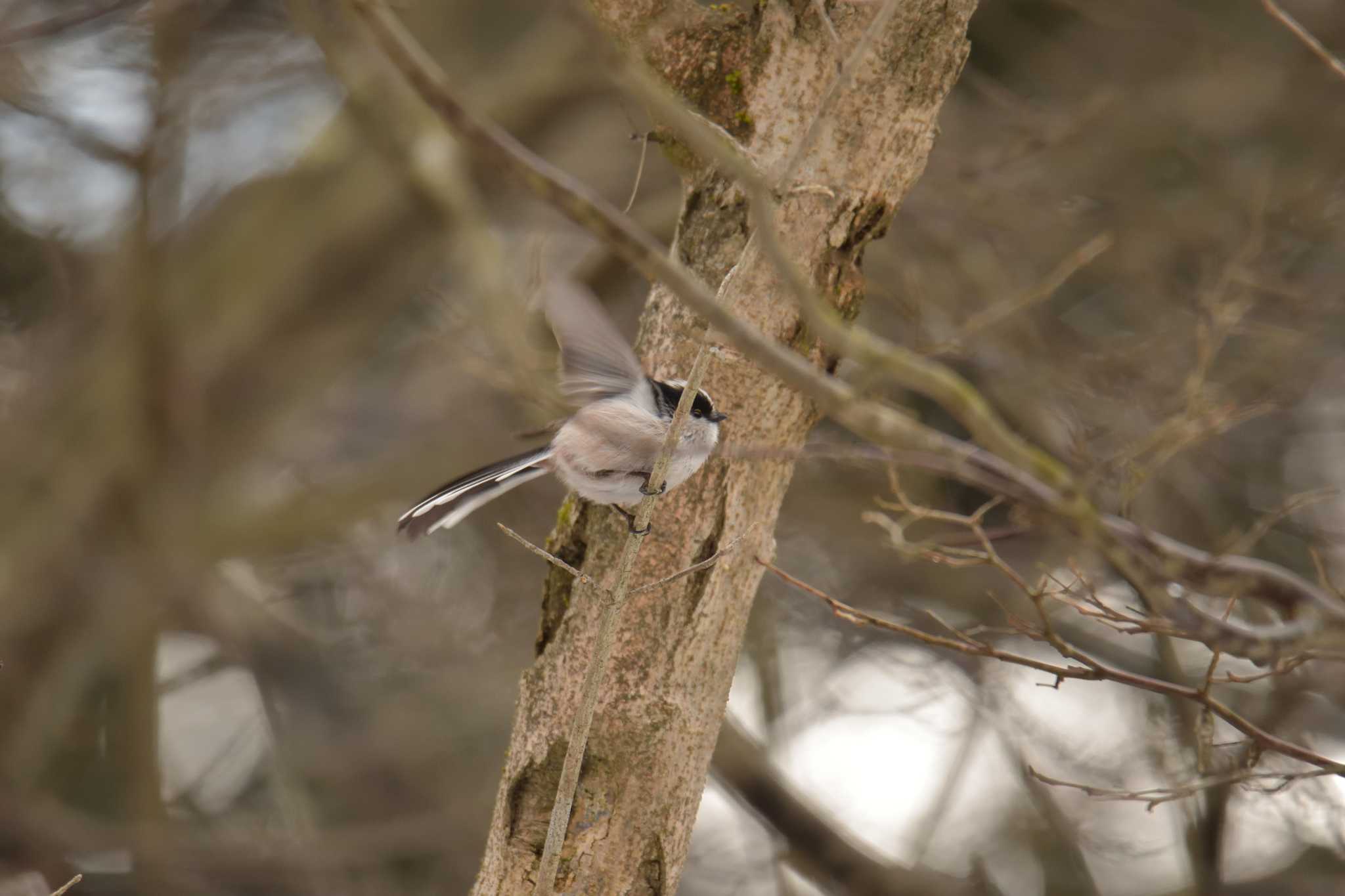 滋賀県希望が丘文化公園 エナガの写真 by masatsubo