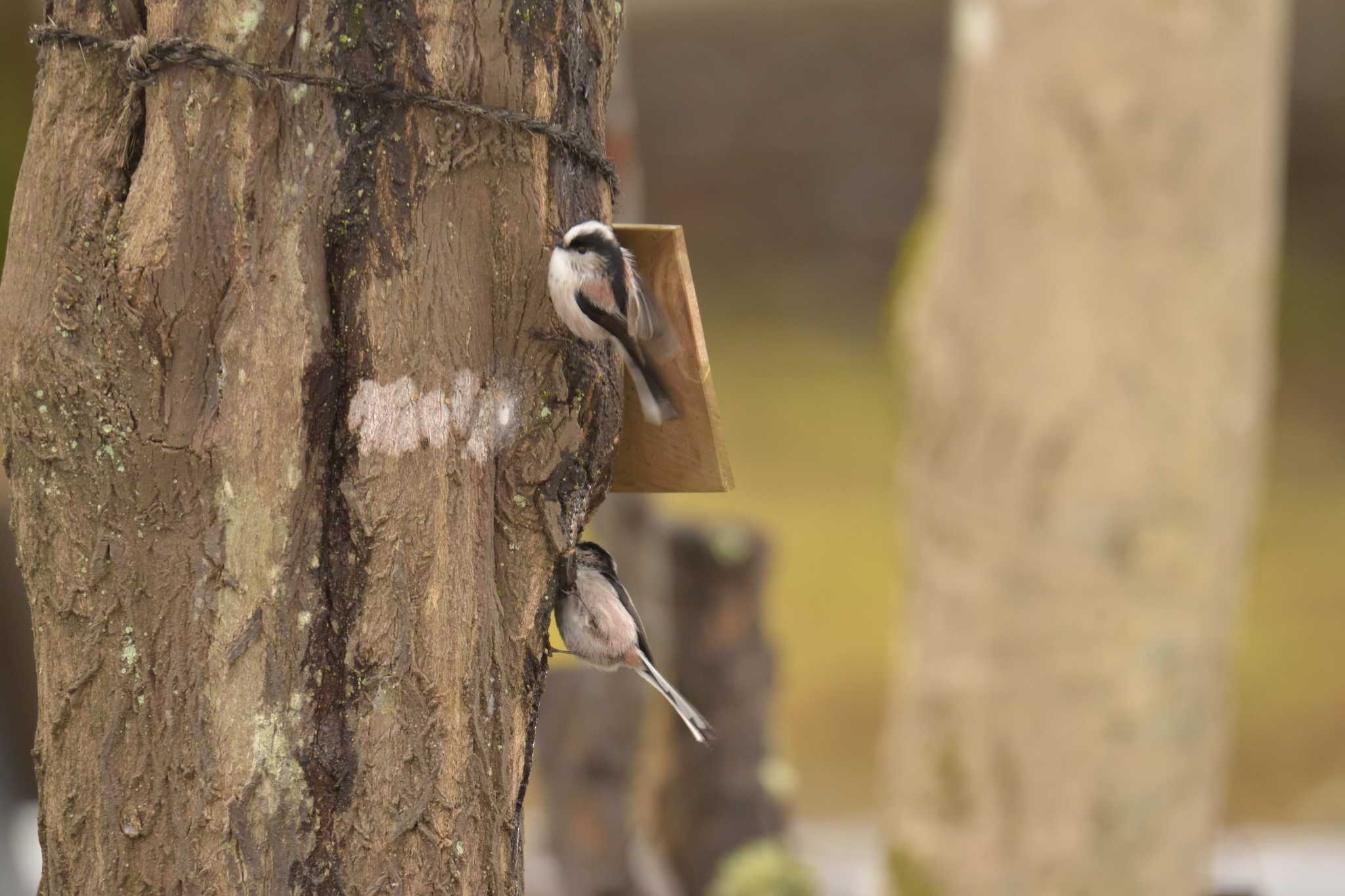 Photo of Long-tailed Tit at 滋賀県希望が丘文化公園 by masatsubo