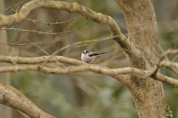 エナガ 滋賀県希望が丘文化公園 2017年2月12日(日)