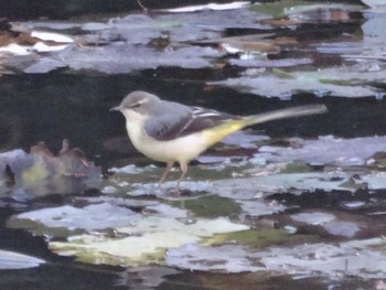 2016年12月11日(日) 明治神宮の野鳥観察記録