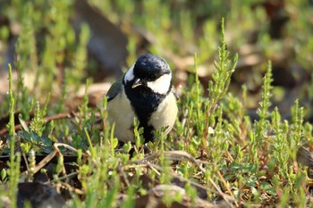 シジュウカラ 守谷野鳥のみち 2021年3月27日(土)