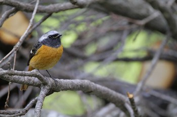 Daurian Redstart Yatoyama Park Mon, 3/29/2021