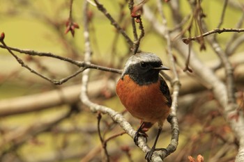 Daurian Redstart Yatoyama Park Mon, 3/29/2021