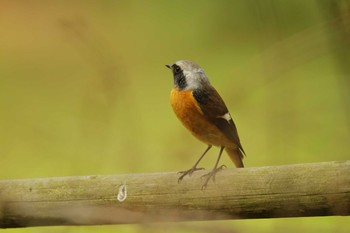 Daurian Redstart Yatoyama Park Mon, 3/29/2021