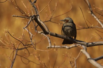 ヒヨドリ 大阪南港野鳥園 撮影日未設定