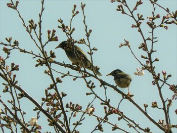 Sat, 3/20/2021 Birding report at 衣笠山公園