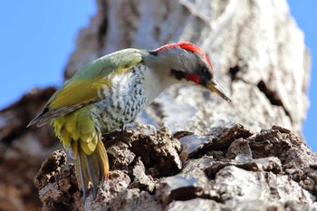 2021年2月14日(日) 横浜市の野鳥観察記録