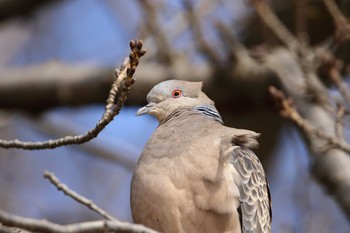 2021年2月13日(土) 多摩川の野鳥観察記録