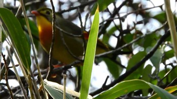 未同定 三重県上野森林公園 2021年3月27日(土)