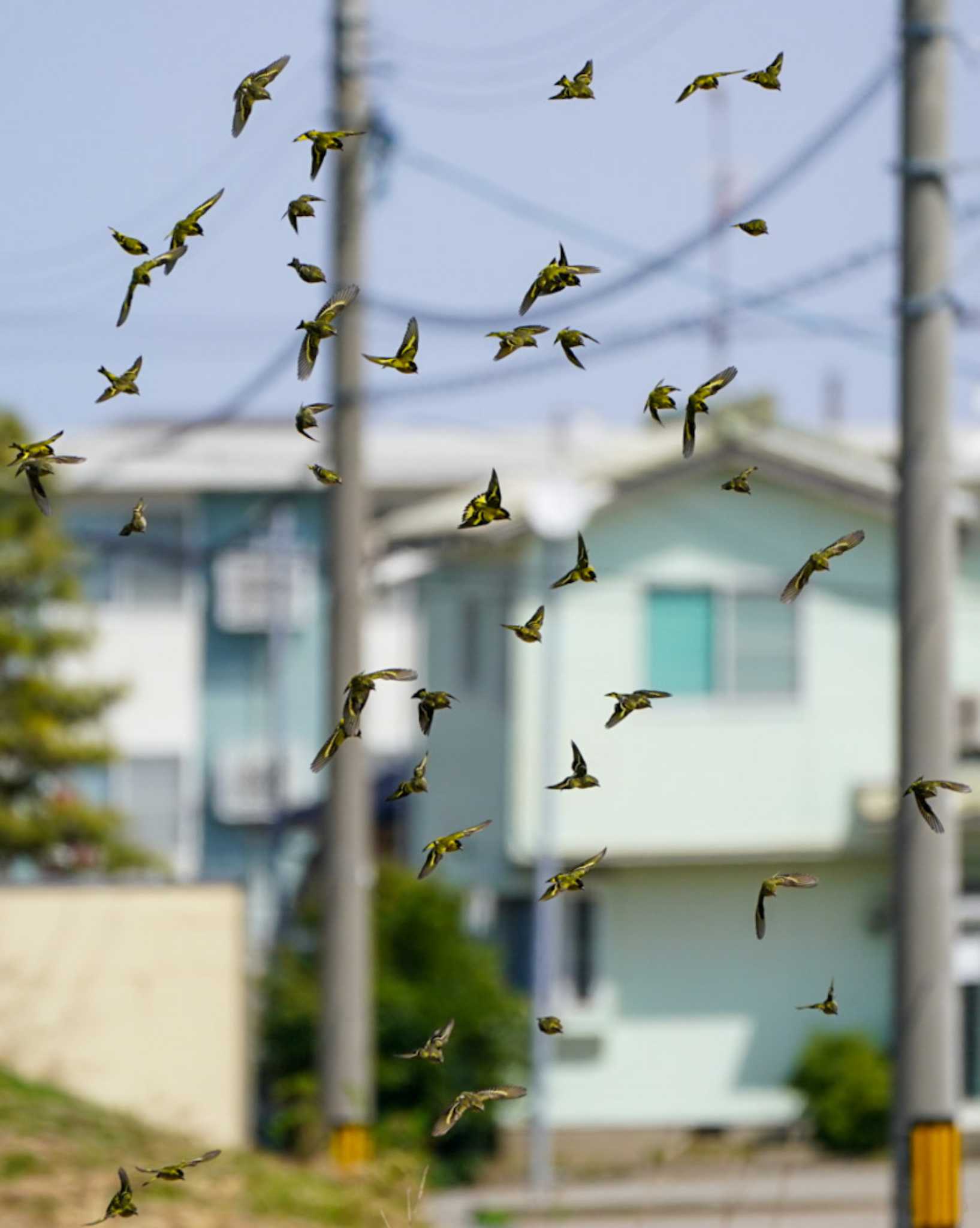 石川県 マヒワの写真 by ひげ@石川