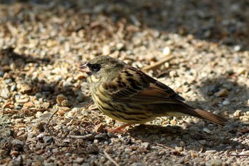 Masked Bunting 箕面山 Sat, 3/27/2021