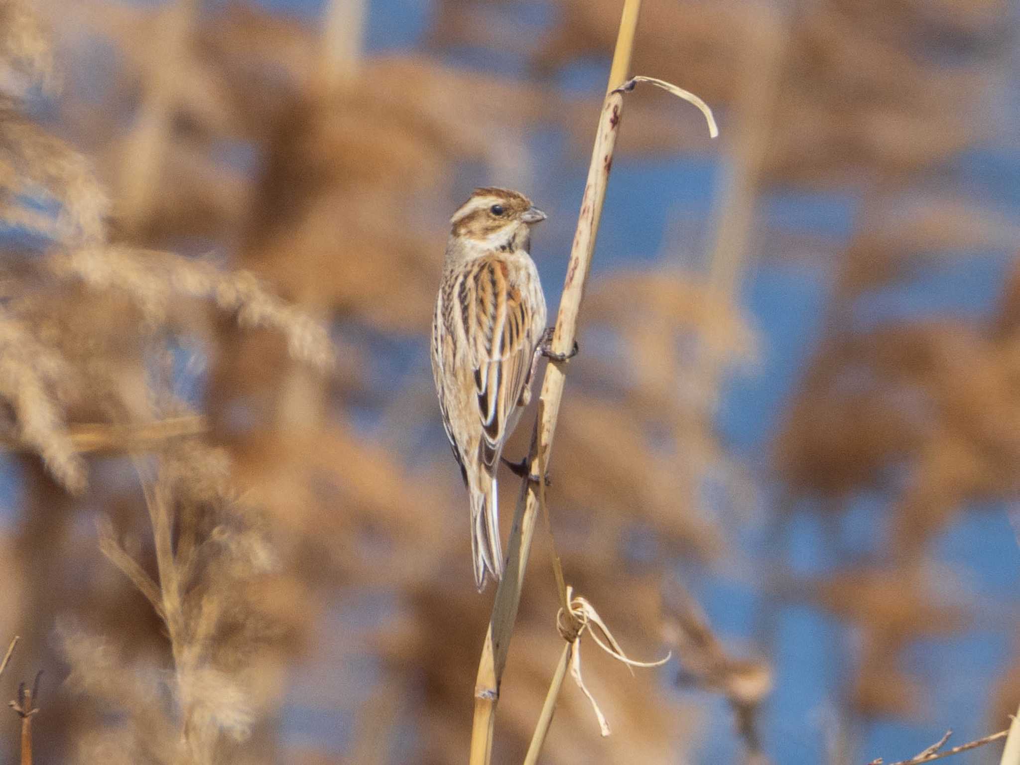 Common Reed Bunting