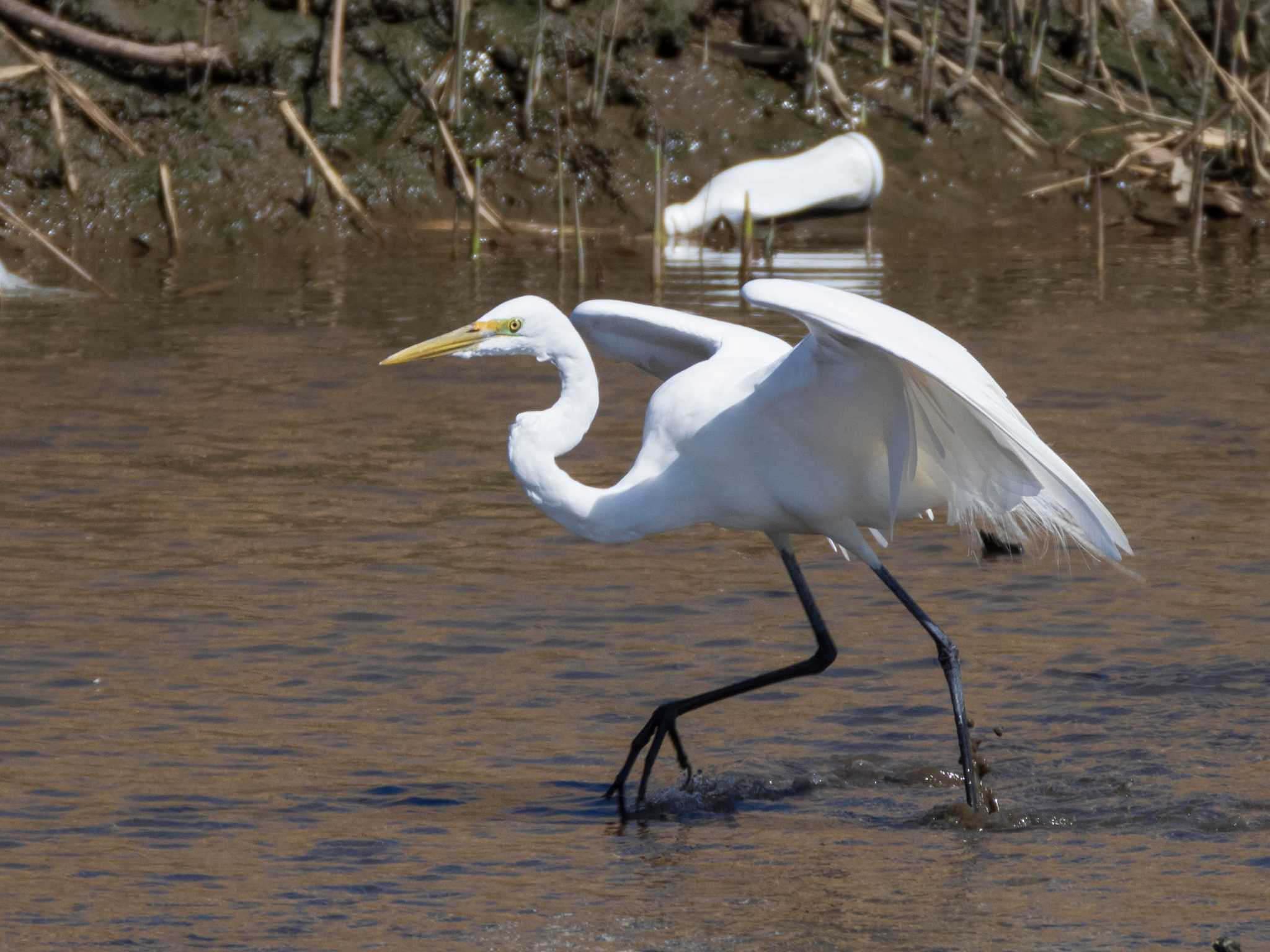 Great Egret