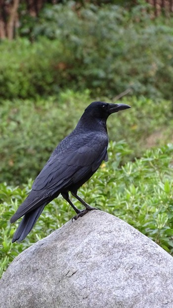 Mon, 3/29/2021 Birding report at Higashitakane Forest park