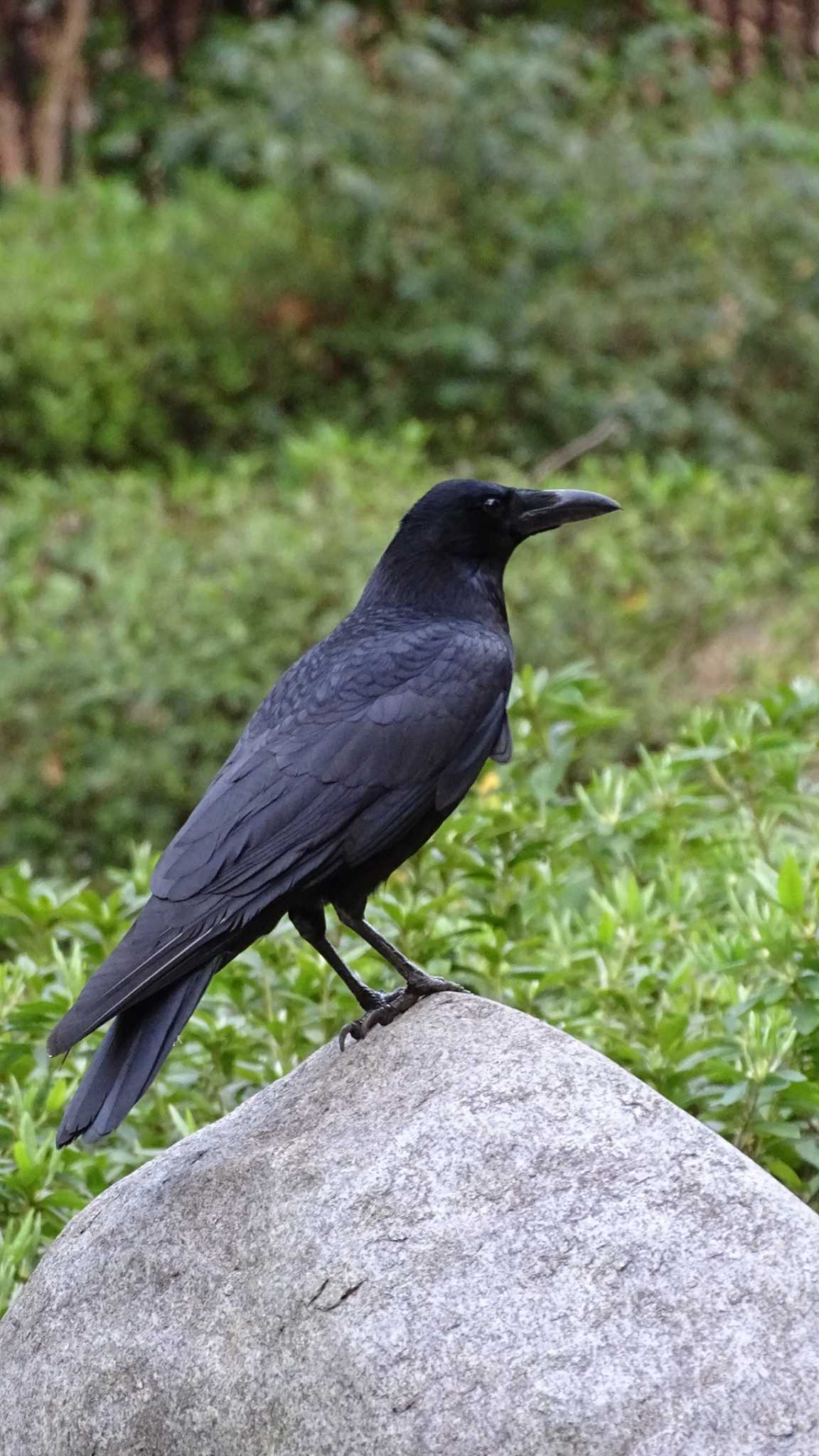 Carrion Crow