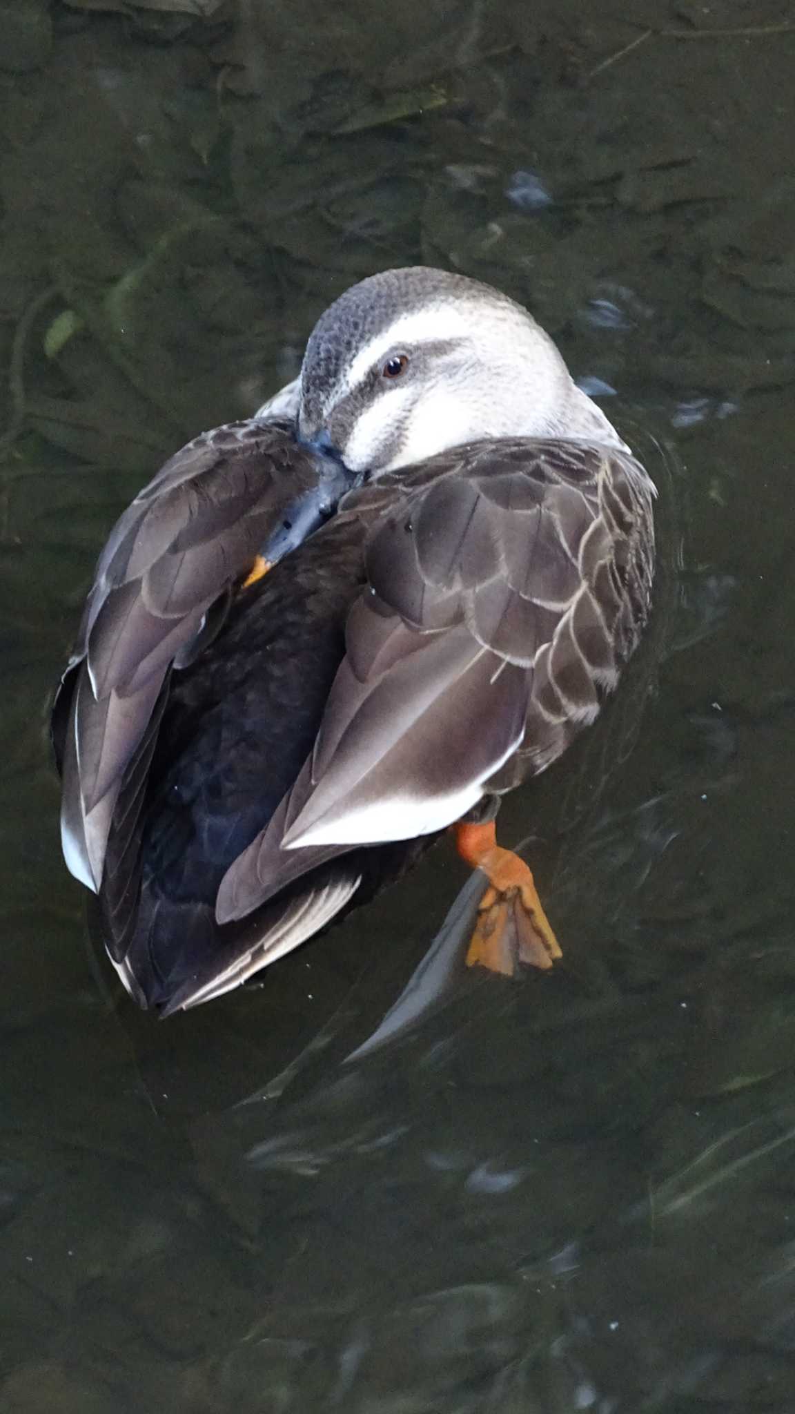 Eastern Spot-billed Duck