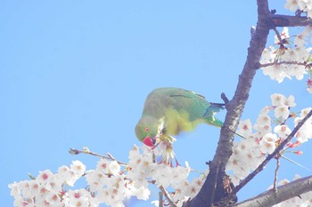 ワカケホンセイインコ 場所が不明 2021年3月29日(月)