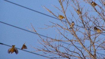 スズメ 福井ふたば公園(札幌市西区) 2021年1月24日(日)