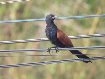 Greater Coucal Phang-nga → Krabi Sun, 3/21/2021