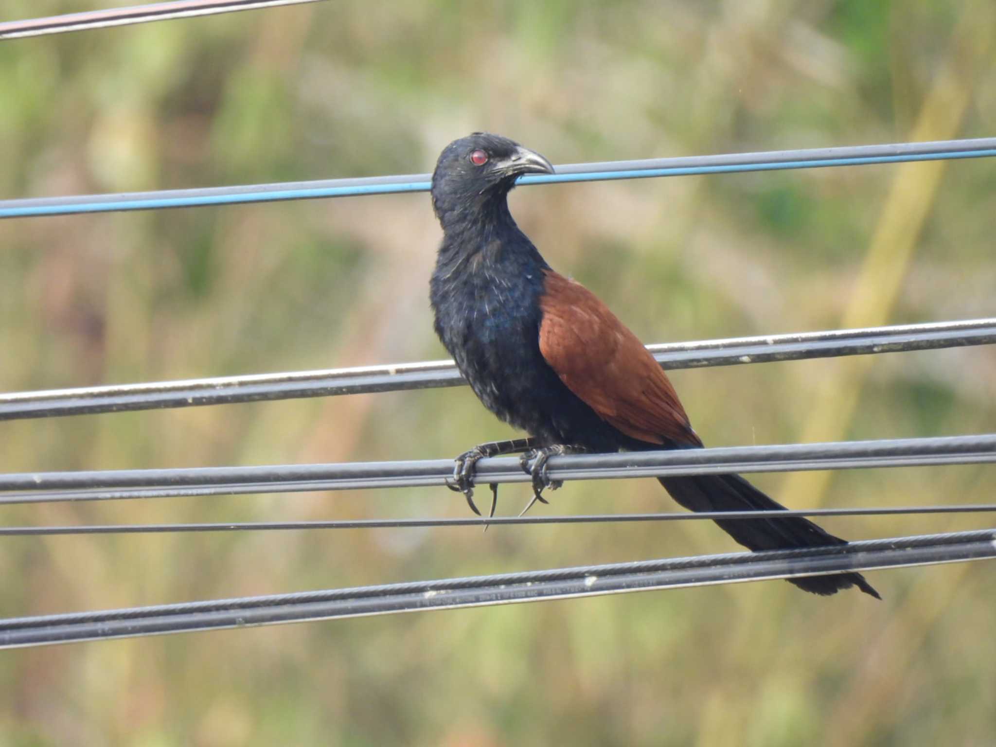 Photo of Greater Coucal at Phang-nga → Krabi by span265