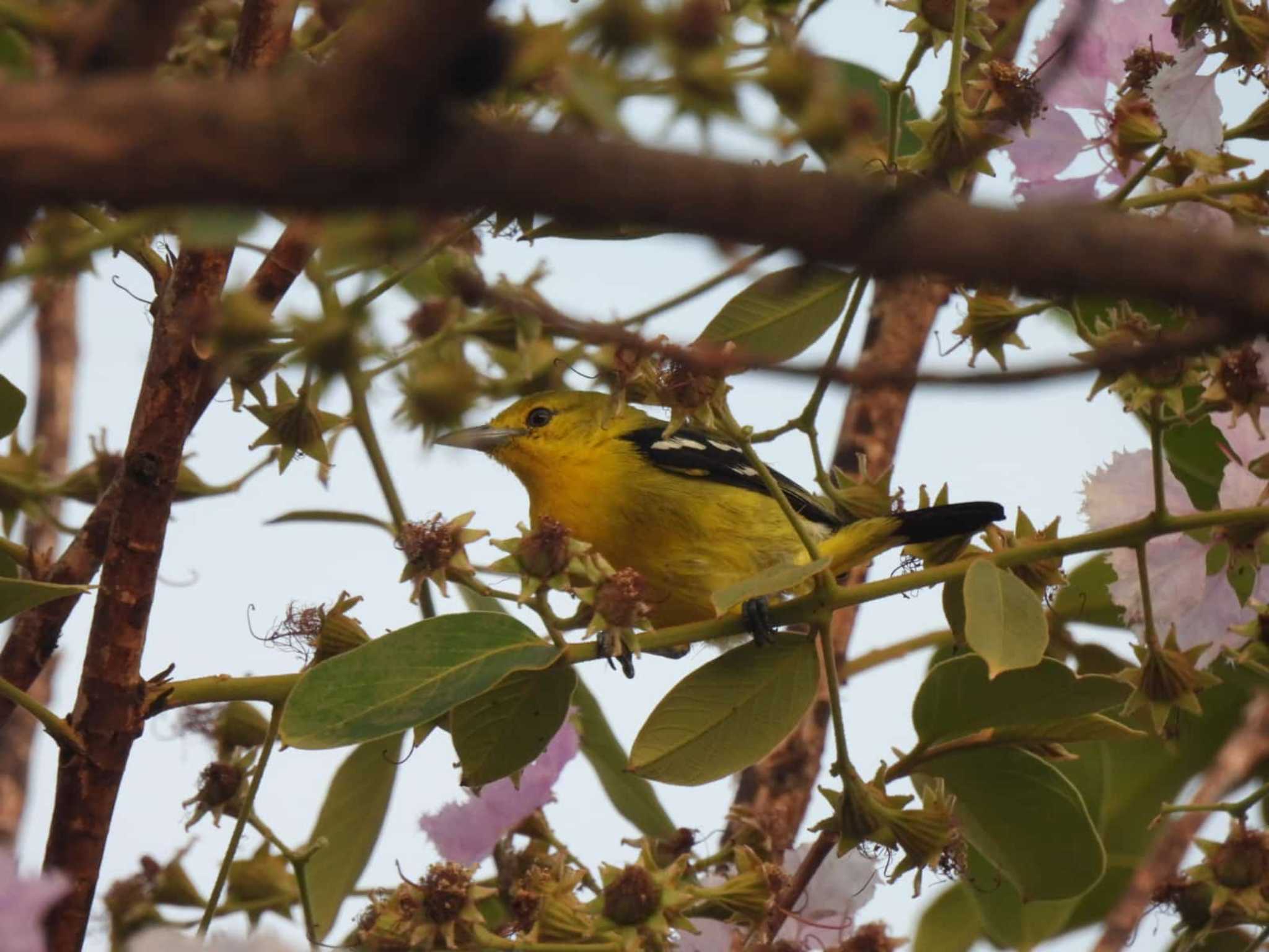 ヒメコノハドリ　朝一番、パンガー市内の公園にて by span265