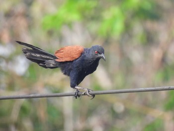 Greater Coucal Phang-nga → Krabi Sun, 3/21/2021