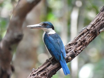 2021年3月21日(日) Phang-nga → Krabiの野鳥観察記録