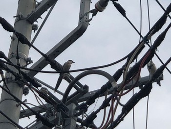 2021年3月30日(火) さいわい緑道(川崎市)の野鳥観察記録