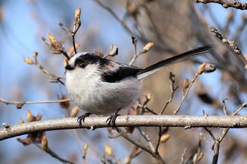 Sun, 3/14/2021 Birding report at 愛知県森林公園