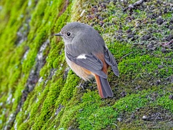 Daurian Redstart 恩田川 Mon, 3/15/2021