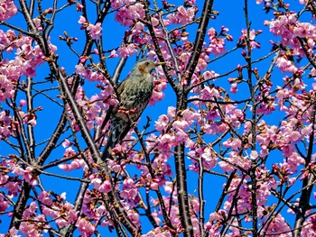 ヒヨドリ 恩田川 2021年3月15日(月)