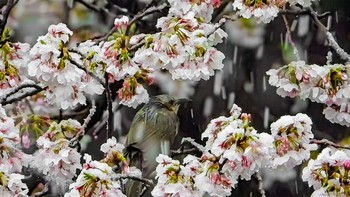 Brown-eared Bulbul 恩田川 Sun, 3/29/2020