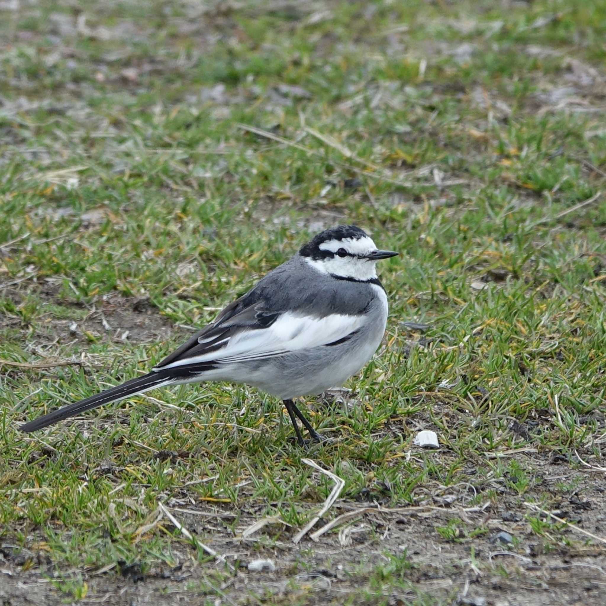 White Wagtail