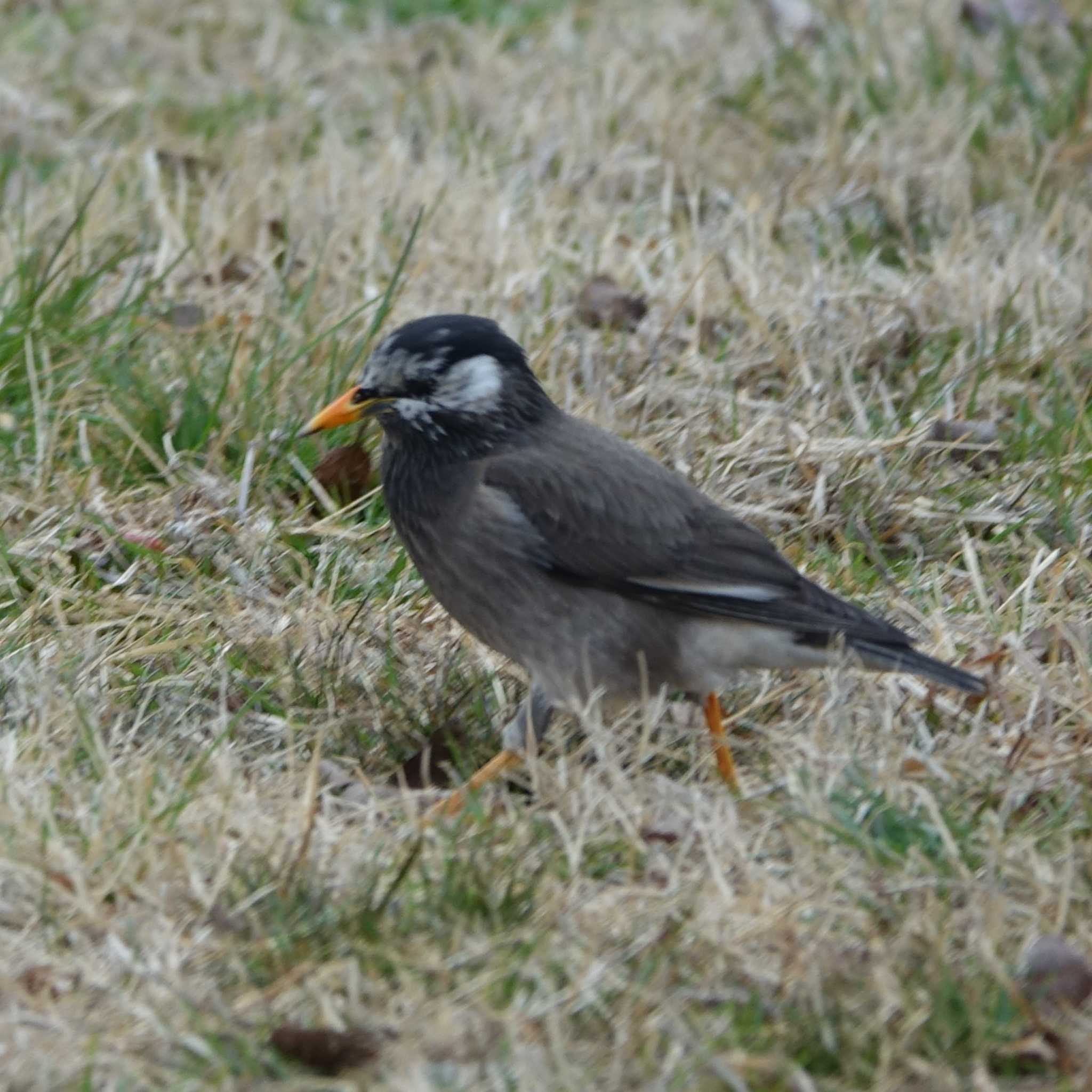 White-cheeked Starling